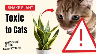 Snake Plant Toxic to Cats | Risks, Symptoms & Pet-Safe Alternatives