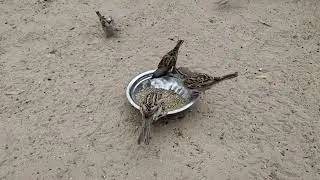 Female Sparrow Call | Sparrow Female Sound | Female Sparrow Singing | Female Sparrow Bird