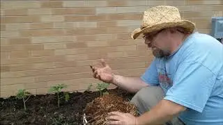 Straw Bale Gardening 25: Okra, Squash, Flowers and Leaf Spots