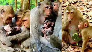 Lovely monkey family is sharing love to each other, They so sweet.