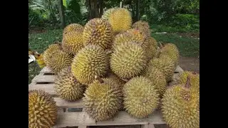 Eating durian with friends In Penang 2019