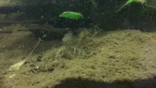 Pangio semicincta foraging for worms