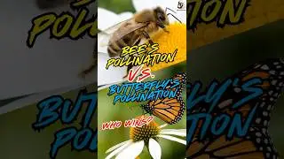 Bee&rsquo;s Pollination V.S Butterfly&rsquo;s Pollination #wildlife #shorts #bee #butterfly