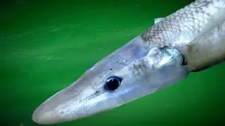 Halosaur - Deepsea Oddities