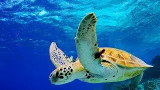 Почему Бузиос Называют Курортным Раем?