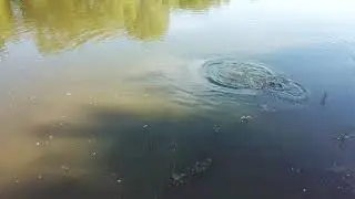 Wild Carp during the breeding season,captured by Drone
