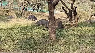 Rajiv Gandhi Zoological Park & Wildlife Research Center#katrajzoo#punezoo 