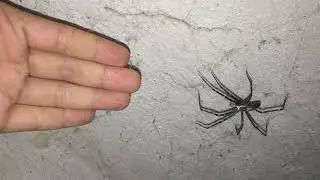 Tangle web spider