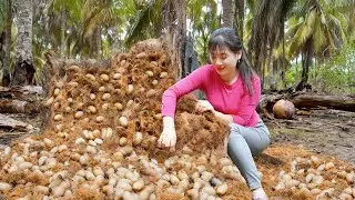 388 Days Harvesting Palm Weevils, Snails & Mussels ... Go to Market Sell | Tieu Vy Harvesting