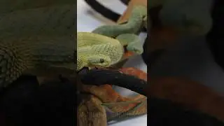 Tell &lsquo;em to bring out all the arboreals #snakes #animals #viper