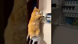 new engineer 👨&zwj;🏭 ❌ cat new engineer #viral #trending #short video