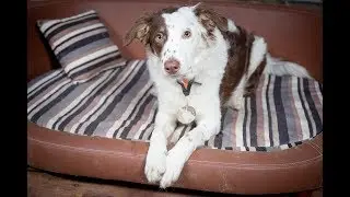 Kittie - Border Collie Puppy - 2 Weeks Residential Dog Training