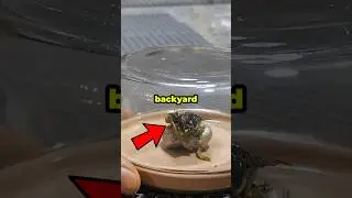 He Found an Alien In His Backyard 😱 #shorts