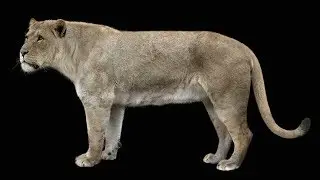 Found two Cave Lion cubs perfectly preserved