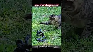 Cat reflex vs snake attack 😱#trending #animals #wildlife #youtubeshorts #cat #snake