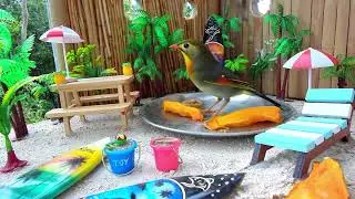 The Gecko Lounge Beach Day