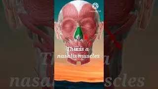Nasalis | nasalis muscle video | nasalis-origin-nerve-actions video | #shorts #nasalis #youtube