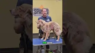 Calm Dog Grooming: Brushing Tips for Happy Pets