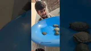 ( Winter care for baby turtles ) #turtle #short #babyanimal #babyturtle
