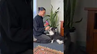 Wellness Kittles - Natural Cat Treats