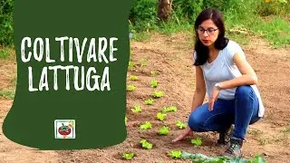 Come coltivare la lattuga: insalata nell'orto