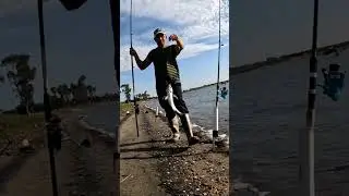 Fishing Big Spot Fin And Yellowfin Croakers #surffishing #croaker #shorts