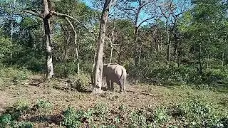 Jaldapara National Park