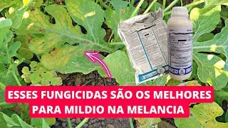 FUNGICIDAS PARA MILDIO NA MELANCIA 😲🖐️