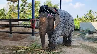 คุณยาย​รับงานN