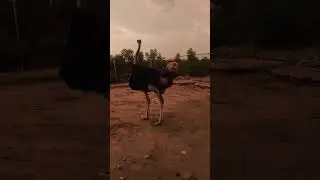 Ostrich at Bahria Phase 7 Zoo in Rainy Evening