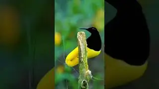A dancing bird. #birds​ #nature​ #wildlife​ #jungle​ #birdsounds​ #4k​ #animals​ #birdssinging