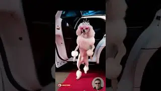 Mutlu k&ouml;pek 🥰🥰#doglove #monkey #kedi #m&uuml;zik #tiktok #dans #şarkı #catlovers #cute #petsrule #funny