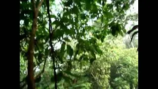 Duetos Callicebus torquatus - collared titi