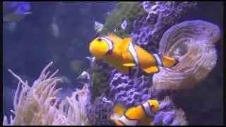 Los Angeles - Field trip to the Long Beach's aquarium