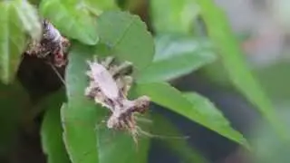 Phyllomorpha laciniata