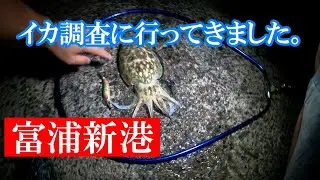 富浦新港2021年イカエギング調査①。短時間勝負でアオリイカ・モンゴウイカが釣れました。