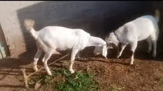 Lost Baby Goat Story 2026 | Emotional Bakra Bakri Love | Heart Touching Animal Video 🐐💔✨