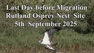 Rutland Ospreys - Southward Migration - Sept 2025