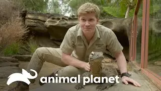 O acasalamento de dois dragões-de-komodo no zoológico | A Família Irwin | Animal Planet Brasil