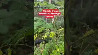 Moringa Miracle Plants Herbal #viral #flordilinagregoire #gardening #cebuflor