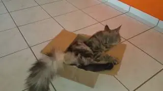 Was geschiet der Katze?