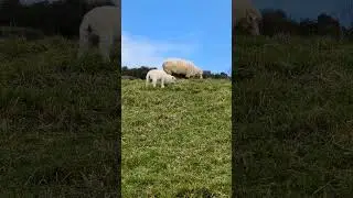 beautiful baby lamb 🐑 #lamb #sheep #farm #farmlife #farmanimals #cute #asmr #grass #nature #hills