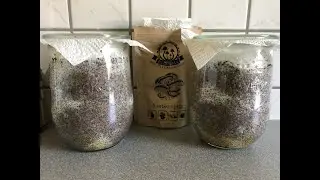 🍄 Speisepilze selber anbauen #2 Pilze im Glas