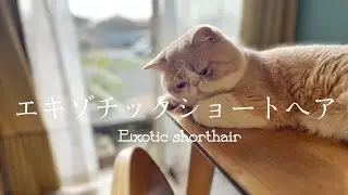 エキゾチックショートヘアを紹介！！