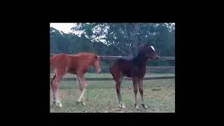 Australian pony foals being allowed to.play for the first.time without mamas saying no
