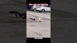 This Crow Secretly Started a Cat Fight&hellip; Then a Dog Ended It 😱