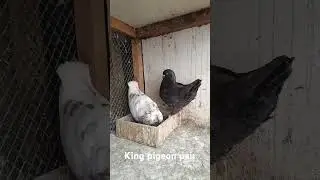 King pigeon breeding