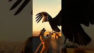Chhat Par Khatra&mdash;Kutta Aur Bada Gidd Ki Dhamakedar Muqabala #dog #danger #roof