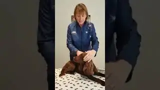 Using Photizo Vetcare red light on dogs