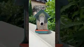 Have you ever seen a baby European Robin before? Wait for it&hellip; #shorts #birds #fyp